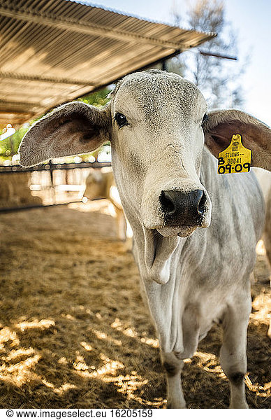 Porträt einer Kuh auf einer Farm  Windhoek  Namibia  Namibia