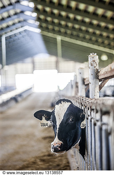 Porträt einer Kuh im Milchviehbetrieb