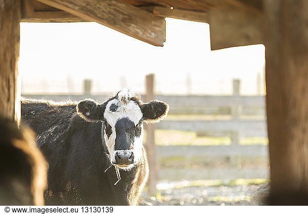 Porträt einer Kuh im Stall