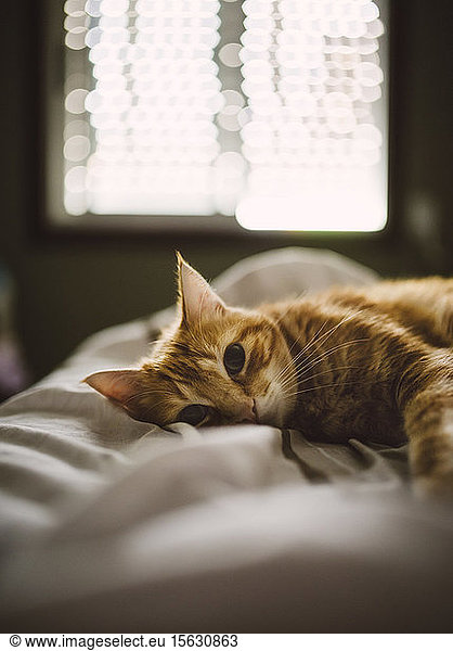 Porträt einer niedlichen Ingwer-Katze  die zu Hause auf dem Bett liegt