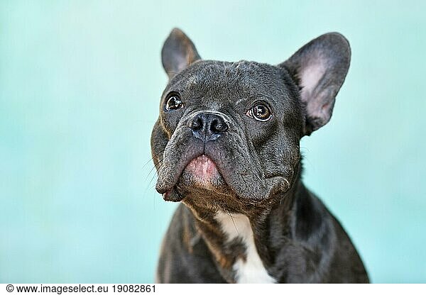 Porträt einer schwarzen Französischen Bulldogge vor einem blaugrünen Hintergrund