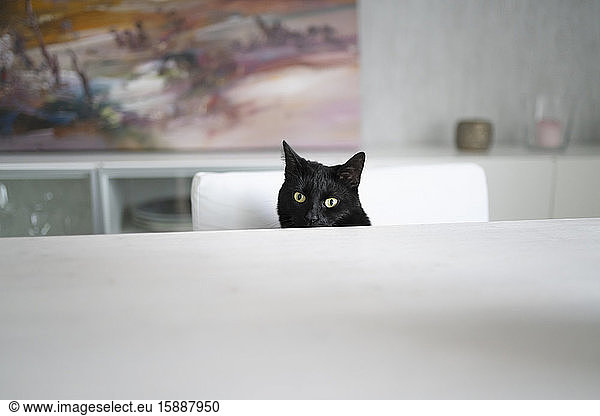 Porträt einer schwarzen Katze  die auf einem Stuhl im Wohnzimmer sitzt
