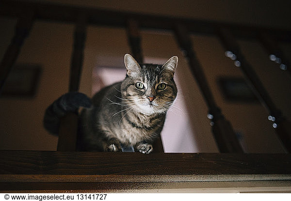 Porträt einer Tabby-Katze an der Reling