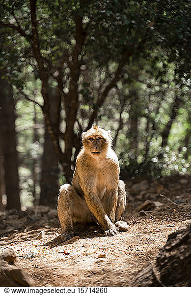 Porträt eines Affen  Fez  Marokko