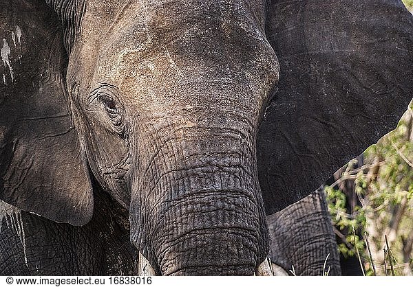 Porträt eines afrikanischen Elefanten (Loxodonta). Chobe-Nationalpark. Botswana  Afrika.