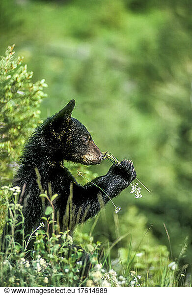 Porträt eines amerikanischen Schwarzbärenjungen (Ursus americanus)  der an einer Wildblume im Yellowstone-Nationalpark schnüffelt. Der amerikanische Schwarzbär ist eine von acht Bärenarten der Welt und eine von drei auf dem nordamerikanischen Kontinent; Vereinigte Staaten von Amerika  Nordamerika