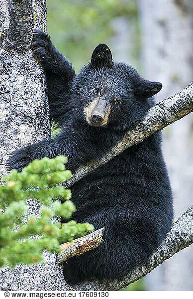 Porträt eines amerikanischen Schwarzbärenjungen (Ursus americanus)  der in die Kamera schaut und auf einen Baum im Yellowstone National Park klettert. Der Amerikanische Schwarzbär ist eine von acht Bärenarten auf der Welt und eine von drei auf dem nordamerikanischen Kontinent; Wyoming  Vereinigte Staaten von Amerika