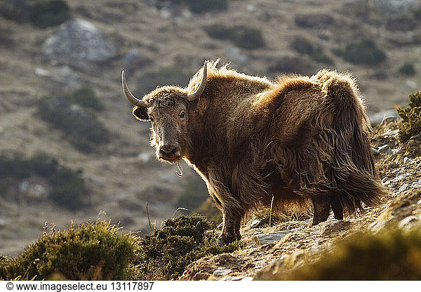 Porträt eines auf einem Berg stehenden Yaks