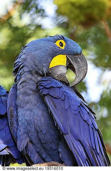 Porträt eines beeindruckenden Hyazintharas ProfilPantanal  Brasilien  Südamerika