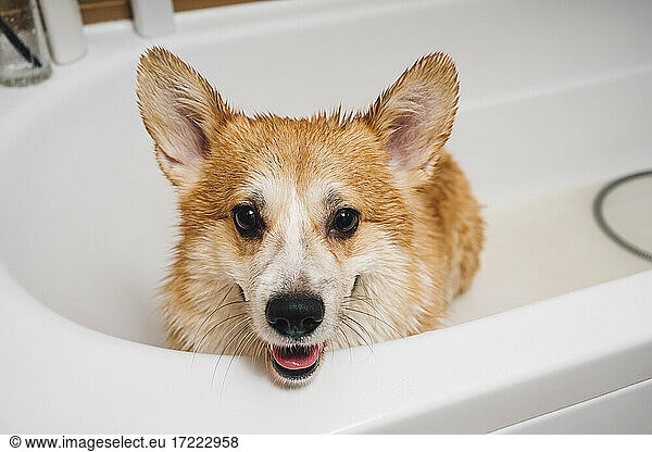 Porträt eines in der Badewanne stehenden Corgi-Hundes