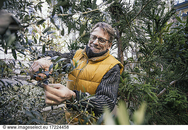 Porträt eines lächelnden reifen Mannes  der einen Olivenbaum beschneidet