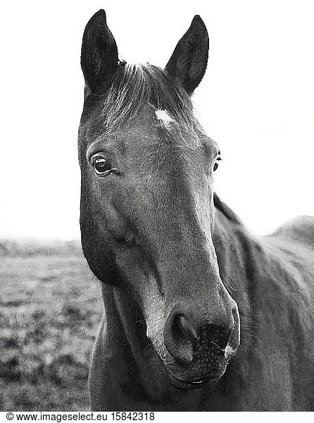Porträt eines Pferdes auf dem Feld auf einem Bauernhof im Norden des Bundesstaates NY