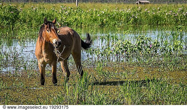 Porträt eines Pferdes mit zwei auf dem Rücken sitzenden Vögeln im Pantanal Feuchtgebiet