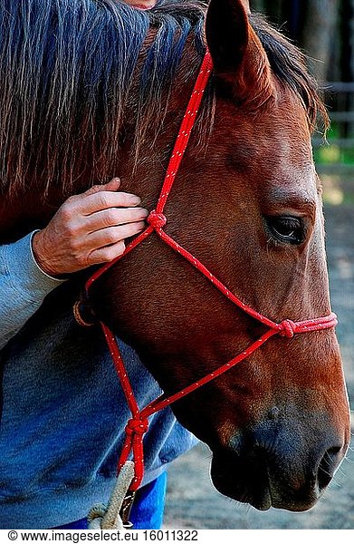 Porträt eines Pferdes und seines Trainers. Bundesstaat Washington  USA.