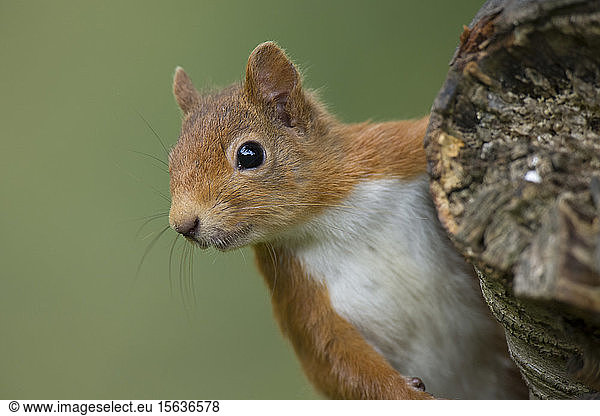 Porträt eines roten Eichhörnchens