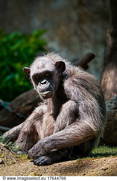 Porträt eines Schimpansen Affen Affen aus Afrika im Dschungel tropischen Regenwald