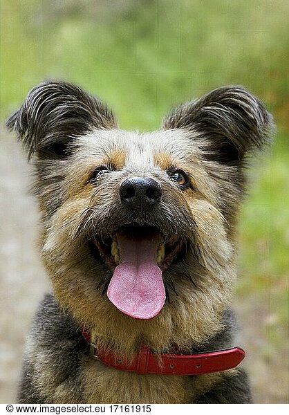 Porträt eines ungewöhnlich aussehenden Hundes  wahrscheinlich eine Corgi-Kreuzung  UK.