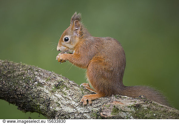 Porträt von essendem roten Eichhörnchen am Baumstamm
