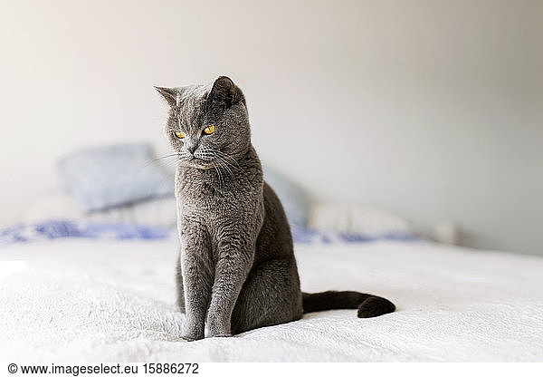 Porträt von grauem britischen Kurzhaar im Bett sitzend