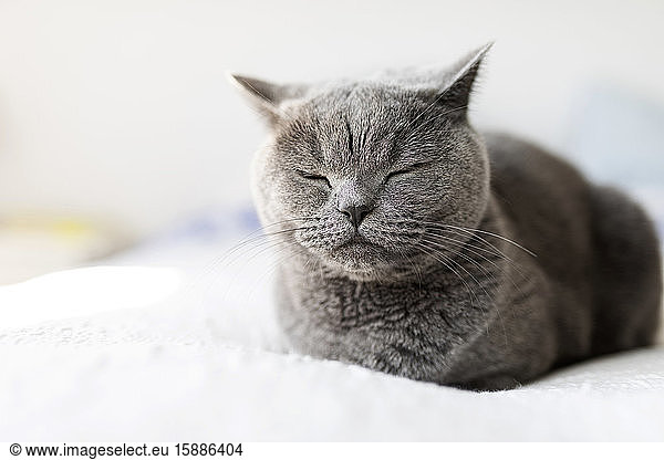 Porträt von grauem britischen Kurzhaar mit geschlossenen Augen beim Entspannen auf dem Bett