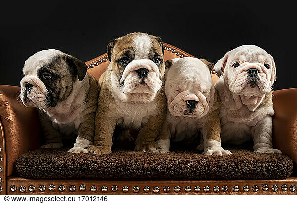Porträt von vier englischen Bulldoggenwelpen  die in einem Sessel zusammenstehen