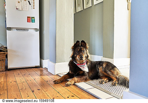 Portrait cute dog laying in kitchen doorway