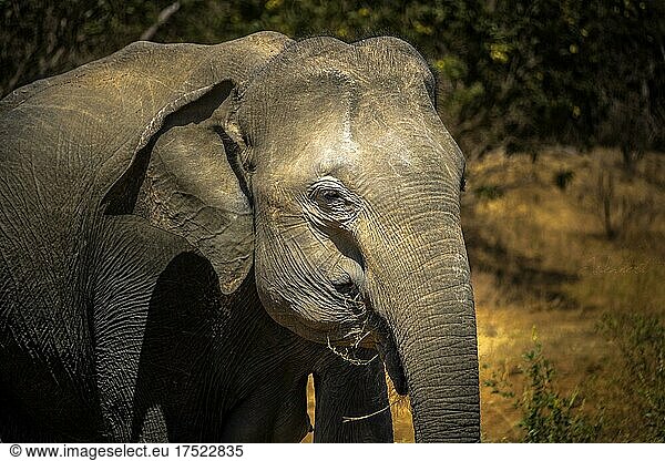 Portrait eines Elefanten im Yala Nationalpark  Sri Lanka  Asien