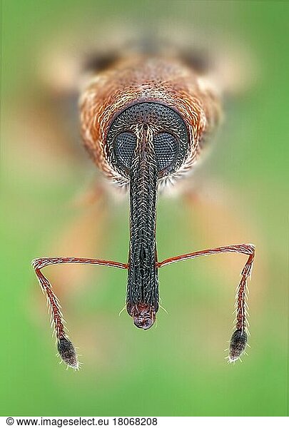 Portrait eines 4 mm kleinen Rüsselkäfers (Dorytomus) in frontaler Ansicht