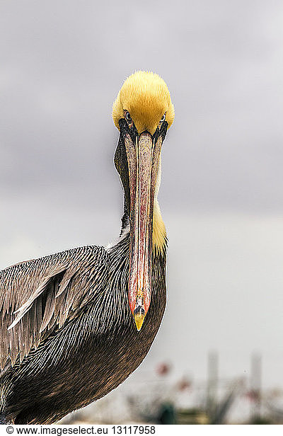 Portrait eines Pelikans vor bedecktem Himmel