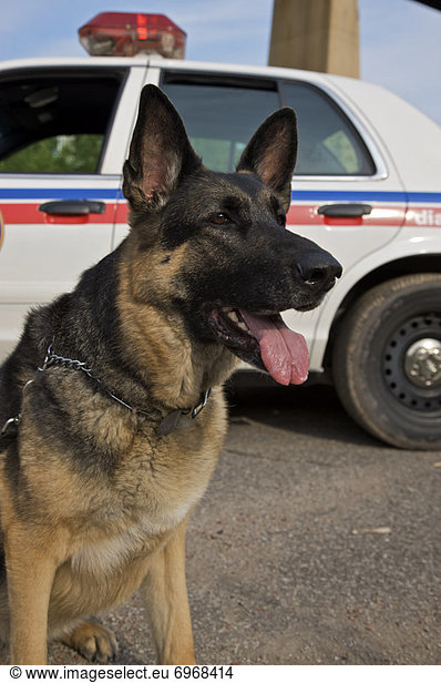 Portrait  Hund  Polizei