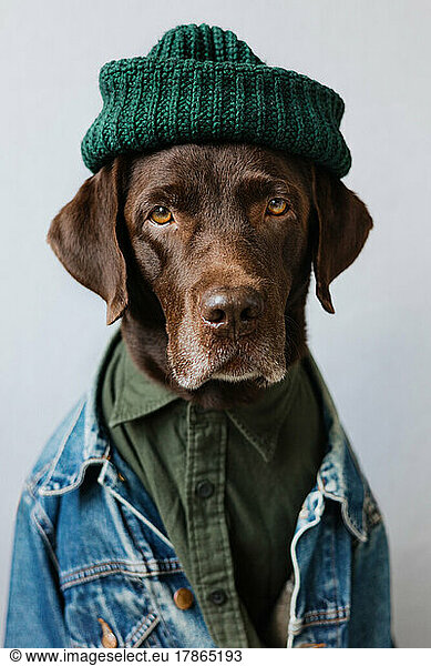 Portrait labrador in a shirt  denim jacket and hat.