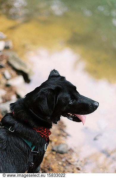 Portrait of a black lab looking at the water.