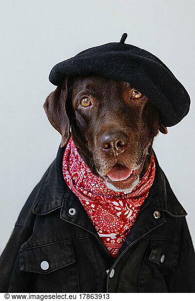 Portrait of a brown dog in a beret  bandana and denim jacket