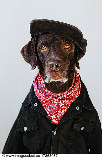 Portrait of a brown dog in a cap  neckerchief and denim jacket