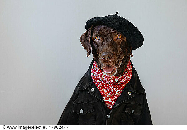 Portrait of a brown labrador in a beret  neckerchief and denim jacket