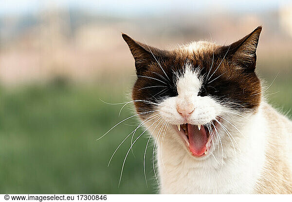 Portrait of a cat with open mouth on isolated outdoor background.