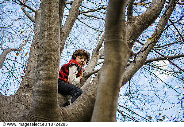 portrait of a child sitting high on a tree branch against a blue sky