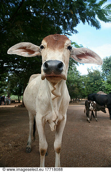 Portrait Of A Cow