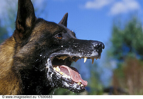 Portrait of a drooling Malinois Shepherd  France