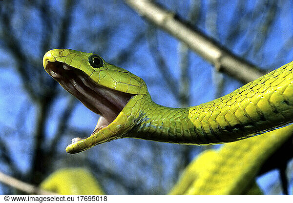 Portrait Of A Eastern Green Mamba Portrait Of A Eastern Green Mamba