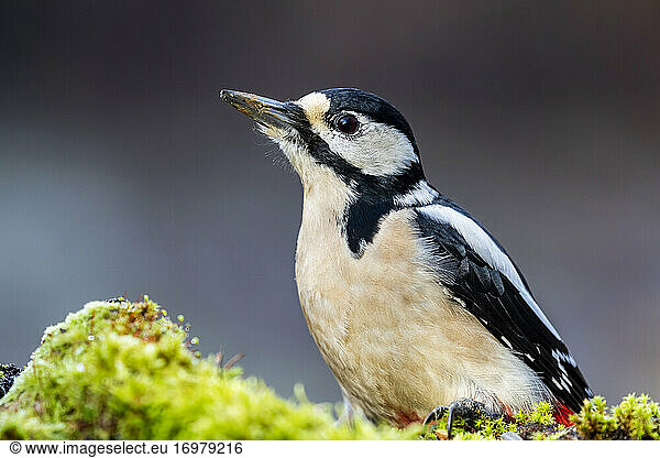 Portrait of a female Great spotted woodpecker  Dendrocopos major