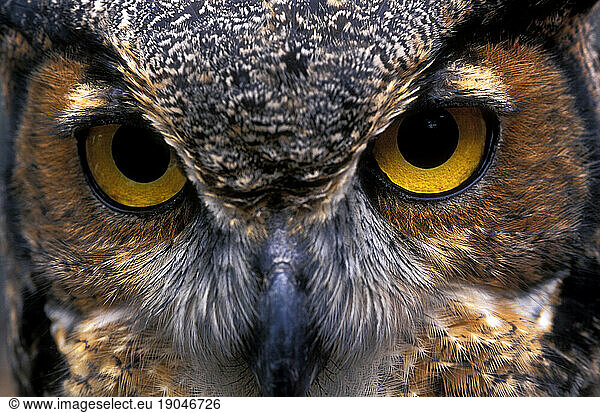 Portrait of a Great Horned Owl.