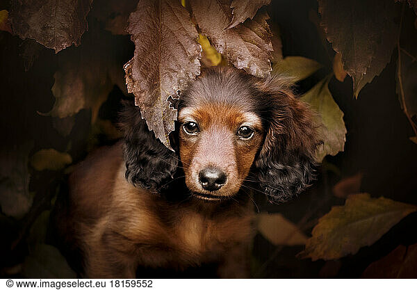 Portrait of a long-haired dachshund puppy.