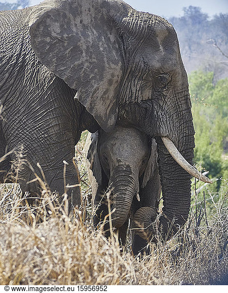 Portrait of a mother elephant and her baby  Kruger National Park  South Africa
