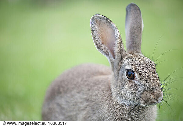 Portrait of a rabbit (Oryctolagus cuniculus)
