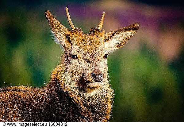 Portrait of a Red Deer (Cervus elaphus) in Glen Etive  Scotland in winter.