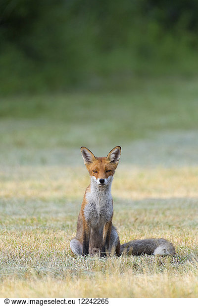 Portrait of a red fox (Vulpes vulpes) sitting on mowed meadow looking at camera in Summer in Hesse  Germany