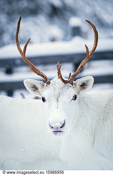 Portrait of a reindeer on a farm,  Hetta,  Enontekioe,  Finland