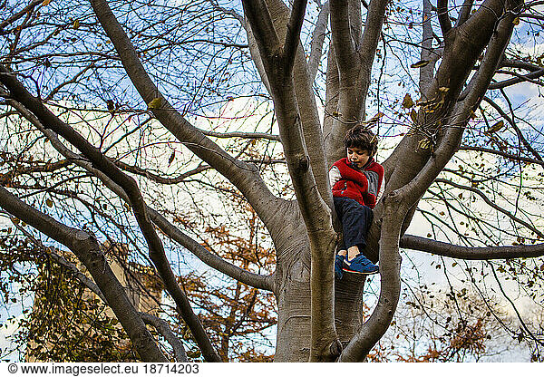 Portrait of a small child sitting high in the branches of a tree
