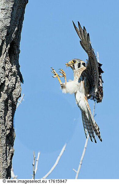 Portrait of a young American kestrel (Falco sparverius) flying to the nest in a narrowleaf cottonwood (Populus angustifolia) with food in its mouth; United States of America North America